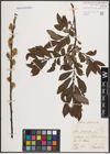 Foto von Salix cinerea L.